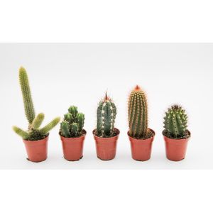 Ikhebeencactus cactus mix met zuilen 6 stuks 5,5cm pot