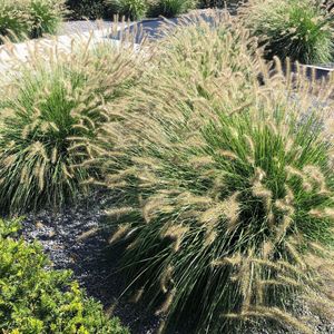 6x Pennisetum Alopecuroides Hameln - Lampenpoetsersgras in 2 liter kweekpotten planthoogte 20-30cm