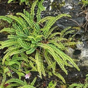 6x Asplenium ‘Trichomanes’ – Steenbreekvaren in 9x9cm kweekpotten met planthoogte 5-10cm