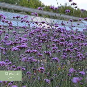 12x Verbena bonariensis – IJzerhard in 9x9cm kweekpotten