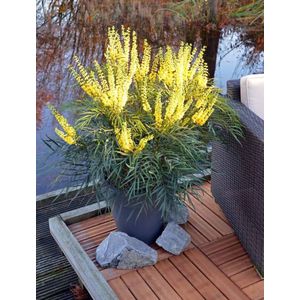 2x Mahonia eurybracteata ‘Soft Caress’ – Chinese Mahoniestruik in 19cm kweekpotten