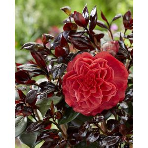 2x Camellia japonica ‘Femme Fatale®’ – Bonte Camelia in 17cm kweekpotten