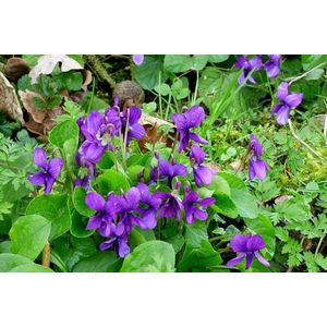 12x Viola odorata – Meerjarig Maarts Viooltje in 9x9cm kweekpotten