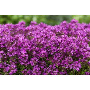 12x Thymus praecox ‘Red Carpet’ – Kruiptijm in p9 (0,5 liter) kweekpotten