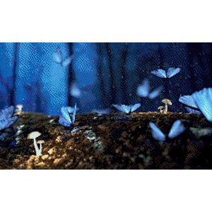 MyHobby Borduurpakket – Vlinders in het bos 50×30 cm - Aida borduurstof 5,5 kruisjes/cm (14 count) - Telpatroon - Borduurgaren - Borduurnaald - Handleiding - Voor Beginners & Gevorderden - Complete borduurset