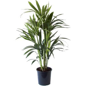 Hellogreen Kamerplant - Kentia Palm - ↕ 90cm