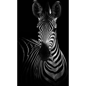 Zebra op Canvas - WallCatcher | Staand 80 x 120 cm | Canvasdoek