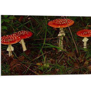 WallClassics - PVC Schuimplaat- Rood met Witte Paddenstoelen in het Bos - 75x50 cm Foto op PVC Schuimplaat