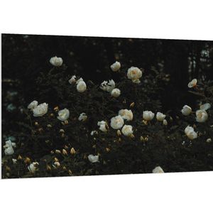 WallClassics - PVC Schuimplaat- Struik met Witte Bloemen - 150x100 cm Foto op PVC Schuimplaat