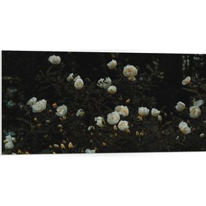 WallClassics - PVC Schuimplaat- Struik met Witte Bloemen - 100x50 cm Foto op PVC Schuimplaat