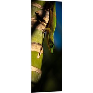 WallClassics - PVC Schuimplaat - Hagedis op een Bamboe Boom - 50x150 cm Foto op PVC Schuimplaat (Met Ophangsysteem)