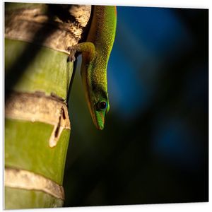 WallClassics - PVC Schuimplaat - Hagedis op een Bamboe Boom - 100x100 cm Foto op PVC Schuimplaat (Met Ophangsysteem)