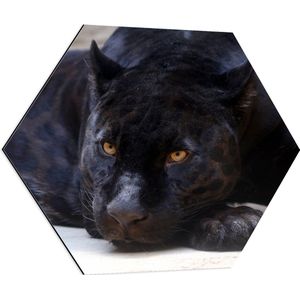 WallClassics - Dibond Hexagon - Rustende Panter - 70x60.9 cm Foto op Hexagon (Met Ophangsysteem)