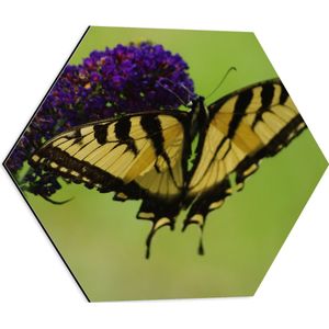 WallClassics - Dibond Hexagon - Geel / Zwarte Vlinder op Paarse Bloem - 50x43.5 cm Foto op Hexagon (Met Ophangsysteem)