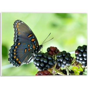 WallClassics - PVC Schuimplaat- Zwarte Vlinder op Frambozen Struik - 40x30 cm Foto op PVC Schuimplaat