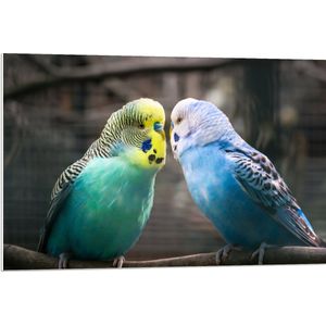 WallClassics - PVC Schuimplaat- Twee Verliefde Parkieten - 90x60 cm Foto op PVC Schuimplaat