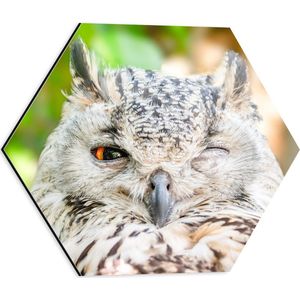 WallClassics - Dibond Hexagon - Uil Geeft een Knipoog - 40x34.8 cm Foto op Hexagon (Met Ophangsysteem)