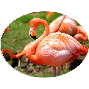 WallClassics - PVC Schuimplaat Ovaal - Close-Up van een Flamingo - 80x60 cm Foto op Ovaal  (Met Ophangsysteem)