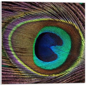 WallClassics - PVC Schuimplaat - Oog op een Pauwen Veer - 50x50 cm Foto op PVC Schuimplaat (Met Ophangsysteem)