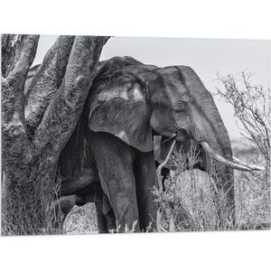 WallClassics - Vlag - Olifant in de Schaduw van een Boom - 80x60 cm Foto op Polyester Vlag