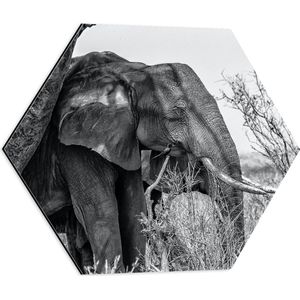 WallClassics - Dibond Hexagon - Olifant in de Schaduw van een Boom - 50x43.5 cm Foto op Hexagon (Met Ophangsysteem)