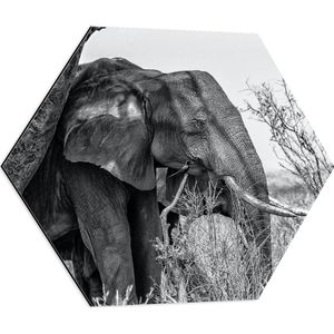 WallClassics - Dibond Hexagon - Olifant in de Schaduw van een Boom - 60x52.2 cm Foto op Hexagon (Met Ophangsysteem)