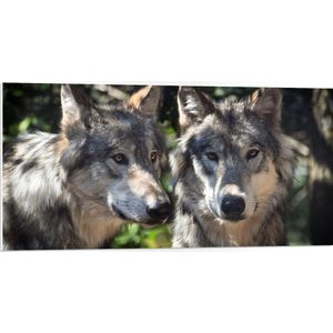 WallClassics - PVC Schuimplaat- Twee Wolven in het Bos - 100x50 cm Foto op PVC Schuimplaat