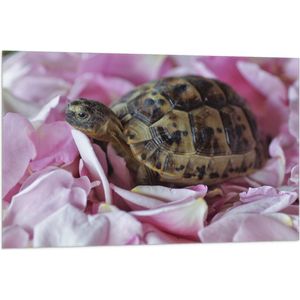 WallClassics - Vlag - Schildpad tussen Roze Bloemblaadjes - 105x70 cm Foto op Polyester Vlag
