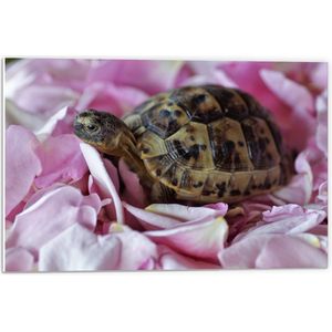 WallClassics - PVC Schuimplaat - Schildpad tussen Roze Bloemblaadjes - 60x40 cm Foto op PVC Schuimplaat (Met Ophangsysteem)