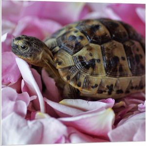 WallClassics - PVC Schuimplaat - Schildpad tussen Roze Bloemblaadjes - 80x80 cm Foto op PVC Schuimplaat (Met Ophangsysteem)
