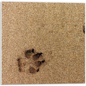 WallClassics - PVC Schuimplaat- Sporen van een Hond in het Zand - 50x50 cm Foto op PVC Schuimplaat