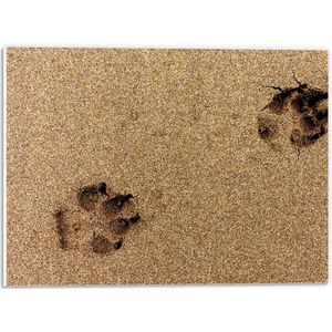 WallClassics - PVC Schuimplaat- Sporen van een Hond in het Zand - 40x30 cm Foto op PVC Schuimplaat