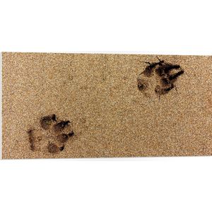 WallClassics - PVC Schuimplaat- Sporen van een Hond in het Zand - 100x50 cm Foto op PVC Schuimplaat