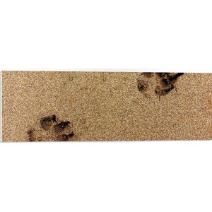 WallClassics - PVC Schuimplaat - Sporen van een Hond in het Zand - 90x30 cm Foto op PVC Schuimplaat (Met Ophangsysteem)