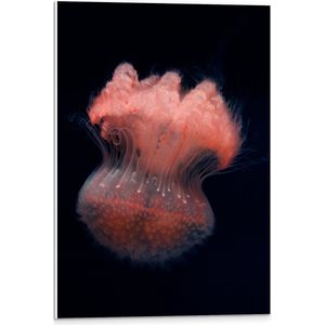 WallClassics - PVC Schuimplaat- Roze Kwal met Zwarte Achtergrond - 40x60 cm Foto op PVC Schuimplaat