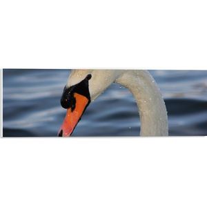 WallClassics - PVC Schuimplaat- Natte Zwaan in het Water - 60x20 cm Foto op PVC Schuimplaat