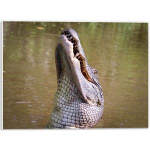 WallClassics - PVC Schuimplaat- Alligator in het Moeras - 40x30 cm Foto op PVC Schuimplaat