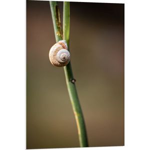 WallClassics - PVC Schuimplaat- Slak aan Plant - 70x105 cm Foto op PVC Schuimplaat