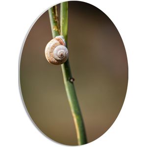 WallClassics - PVC Schuimplaat Ovaal - Slak aan Plant - 30x40 cm Foto op Ovaal  (Met Ophangsysteem)