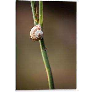 WallClassics - PVC Schuimplaat - Witte Slak op Groene Tak - 40x60 cm Foto op PVC Schuimplaat (Met Ophangsysteem)