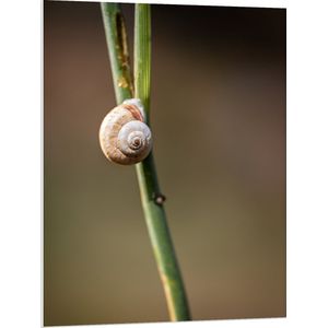 WallClassics - PVC Schuimplaat- Witte Slak op Groene Tak - 75x100 cm Foto op PVC Schuimplaat
