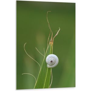 WallClassics - PVC Schuimplaat - Wit Slakkenhuis op een Groene Plant - 80x120 cm Foto op PVC Schuimplaat (Met Ophangsysteem)