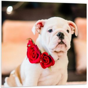 WallClassics - PVC Schuimplaat- Witte Bulldog met Rode Rozen - 100x100 cm Foto op PVC Schuimplaat