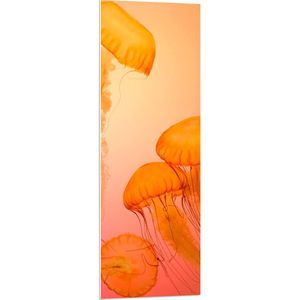 WallClassics - PVC Schuimplaat - Oranje Kwallen - 40x120 cm Foto op PVC Schuimplaat (Met Ophangsysteem)