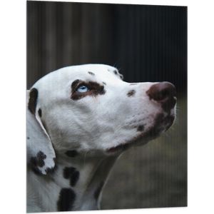 WallClassics - Vlag - Dalmatier Hond met Blauwe Ogen - 75x100 cm Foto op Polyester Vlag