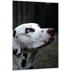 WallClassics - PVC Schuimplaat - Dalmatier Hond met Blauwe Ogen - 100x150 cm Foto op PVC Schuimplaat (Met Ophangsysteem)