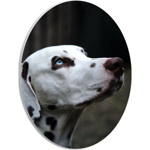 WallClassics - PVC Schuimplaat Ovaal - Dalmatier Hond met Blauwe Ogen - 21x28 cm Foto op Ovaal  (Met Ophangsysteem)