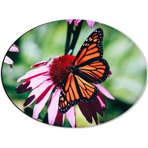 WallClassics - Dibond Ovaal - Oranje met Zwarte Vlinder op Roze Bloem - 40x30 cm Foto op Ovaal (Met Ophangsysteem)