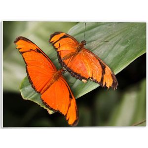 WallClassics - PVC Schuimplaat - Oranje Vlinders op een Blad - 40x30 cm Foto op PVC Schuimplaat (Met Ophangsysteem)