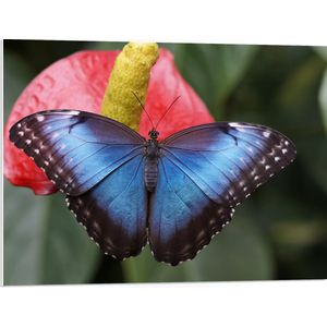WallClassics - PVC Schuimplaat- Blauw Zwarte Vlinder op Rode Bloem - 80x60 cm Foto op PVC Schuimplaat